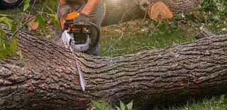 Best Emergency Tree Removal  in Islandia, NY