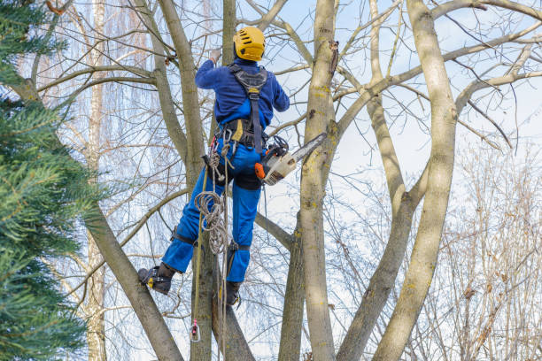 How Our Tree Care Process Works  in  Islandia, NY