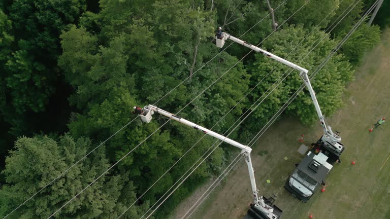 Seasonal Cleanup (Spring/Fall) in Islandia, NY