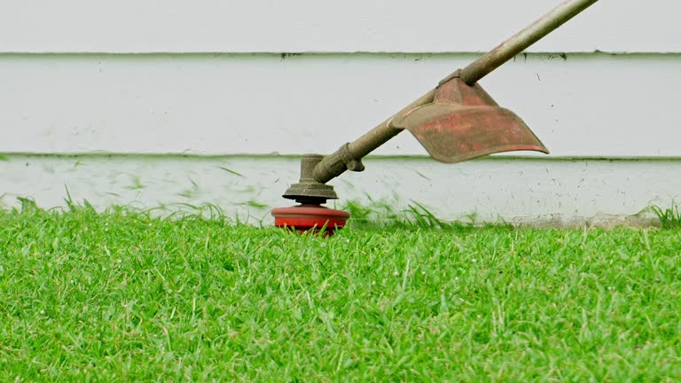 Reliable Islandia, NY Tree Services Solutions