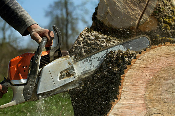 Best Tree Mulching  in Islandia, NY